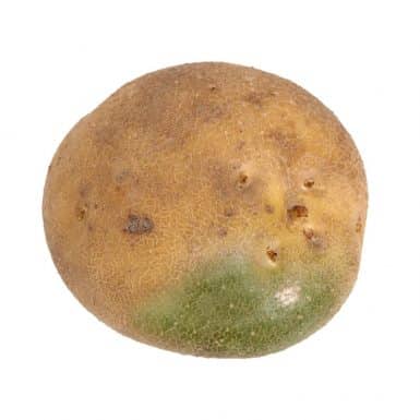 Green Potato